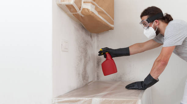 Professional Black Mold Removal technician working in Bethpage, NY